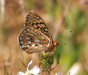 Endangered butterly species